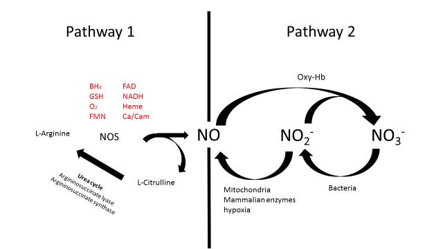 two-pathways-for-NO-production-in-human-body two-pathways-for-NO-production-in-human-body