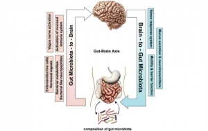 restoring-balance-and-harmony-to-gut-microbiome
