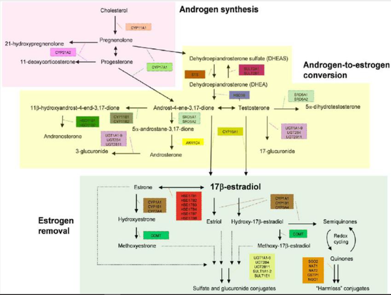 Androgen Estrogen.png