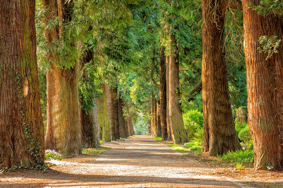 Path through a forest