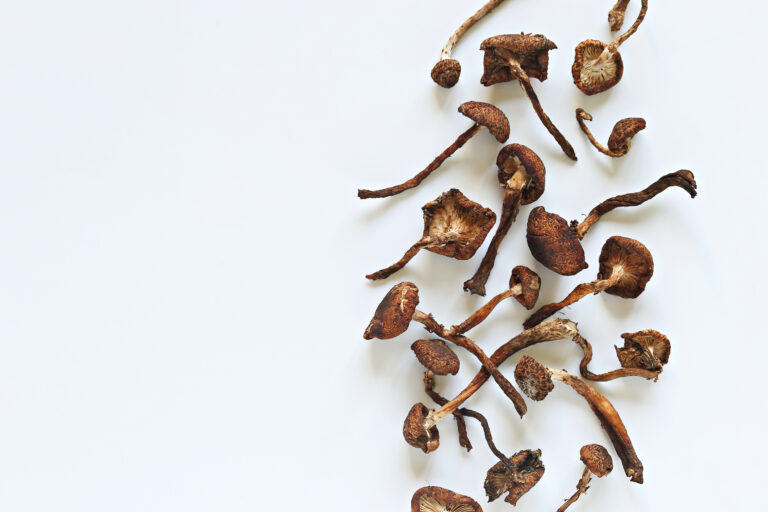 Microdosing Mushrooms. Psychedelic Magic Mushrooms