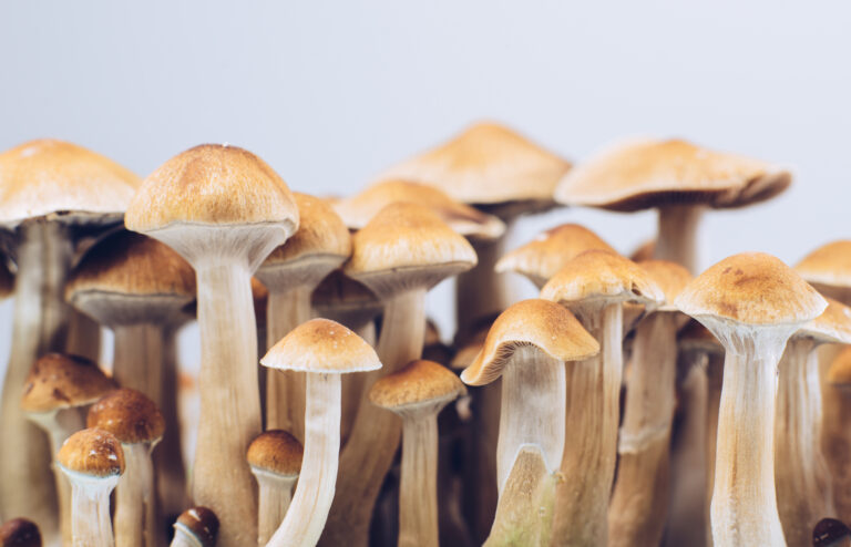psychedelic mushrooms