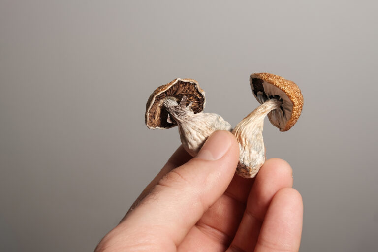 Psilocybin psychedelic mushrooms in man's hand on brown background. Psychotropic magic shrooms Golden Teacher. Medical recreational usage in alternative therapy