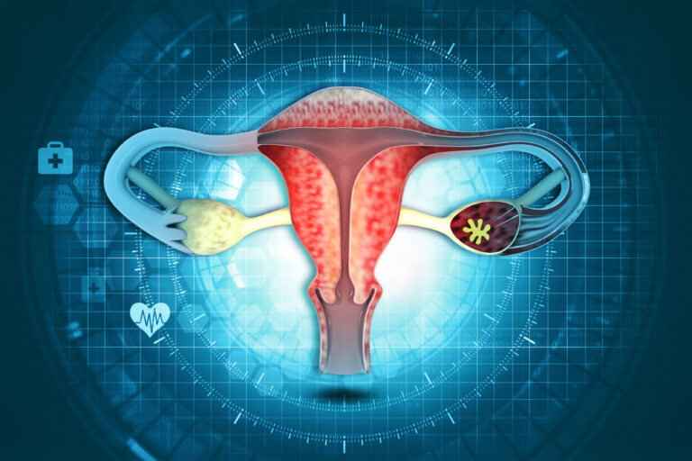 Female uterus